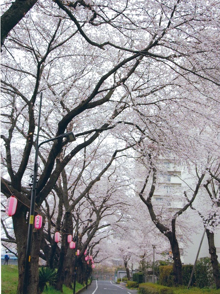 桜並木