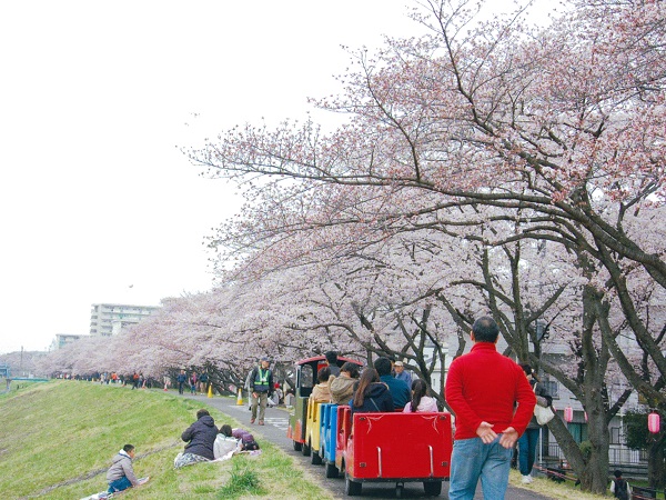 桜まつり1